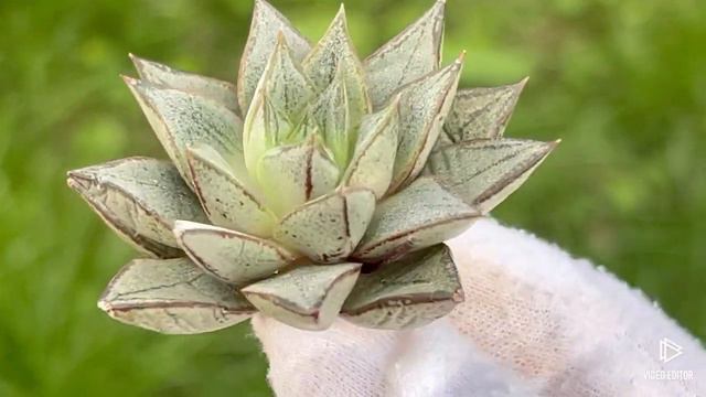 Echeveria Purpusorum (white form) смотреть онлайн