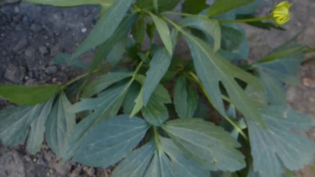 Рудбекия многолетняя. смотреть онлайн