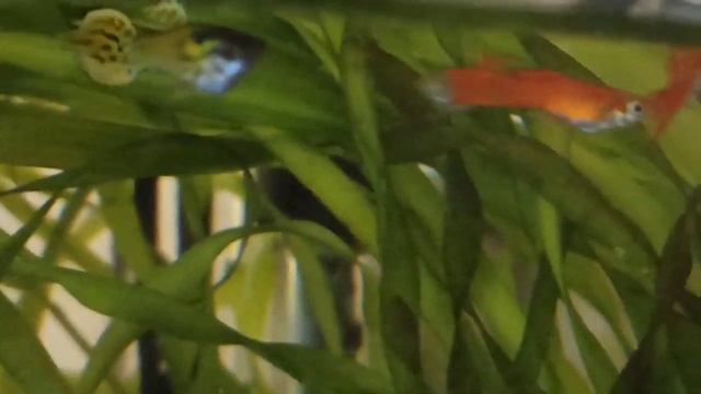 Мой аквариум 30 л/Гуппи эндлера и креветки/My 30L Tank With Shrimp And Guppy Endler In September