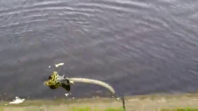 Питон против голубя Удельный парк города Санкт Петербург смотреть онлайн