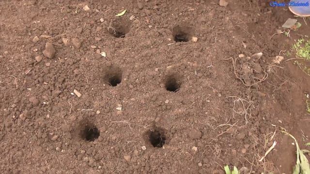 Посадка лука под зиму. Посадка лука севка под зиму. Семья Булатовых смотреть онлайн