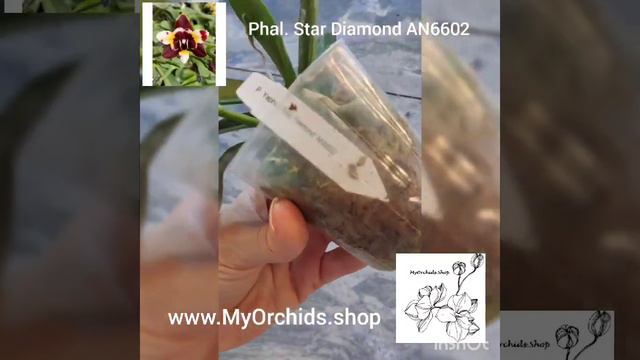 Phalaenopsis Yaphon Star Diamond "AN 6602" смотреть онлайн