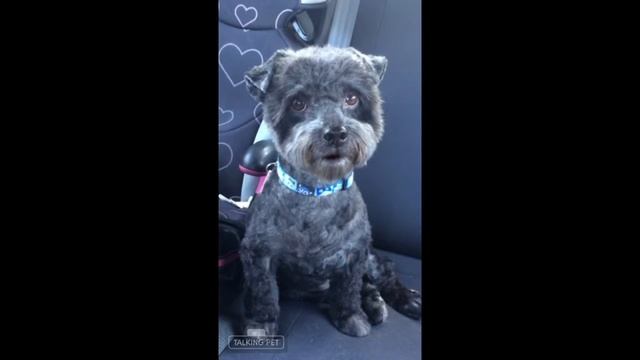 My Talking Pet, "Max" the Talking and Singing Dog! смотреть онлайн