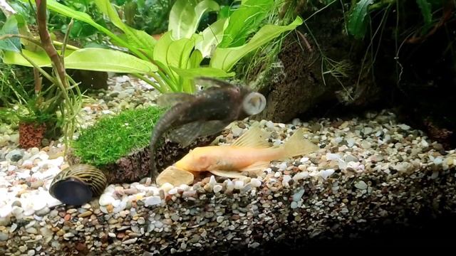 Самки анциструса делят территорию) смотреть онлайн