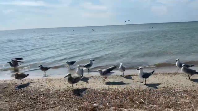 Мексиканский залив, кормим чаек. смотреть онлайн