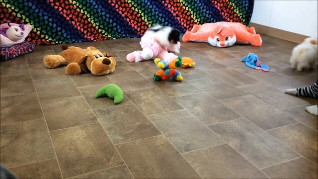 Char's Pomeranians - SuzyQ and Creamsicle Boys смотреть онлайн