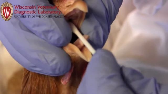 Мазок с хоанов, Висконсин смотреть онлайн