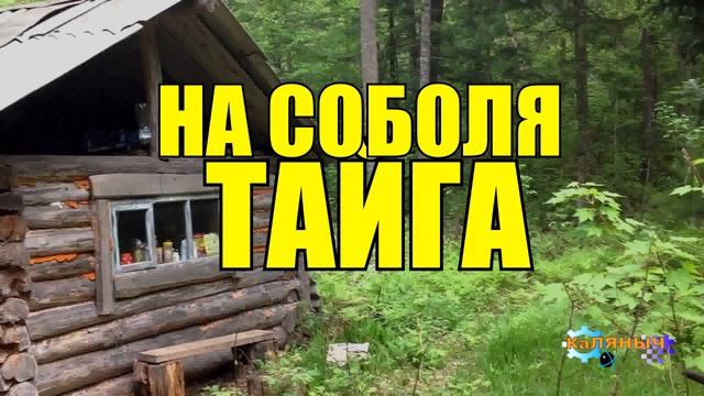 0852 - НА СОБОЛЯ _ ЖИЗНЬ В ГЛУХОЙ ТАЙГЕ _ ПРЕДАТЕЛЬСТВО ОХОТНИКА смотреть онлайн