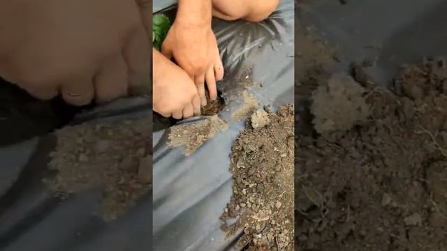 Личинка майского жука (хрущ) на клубнике. Как бороться. смотреть онлайн