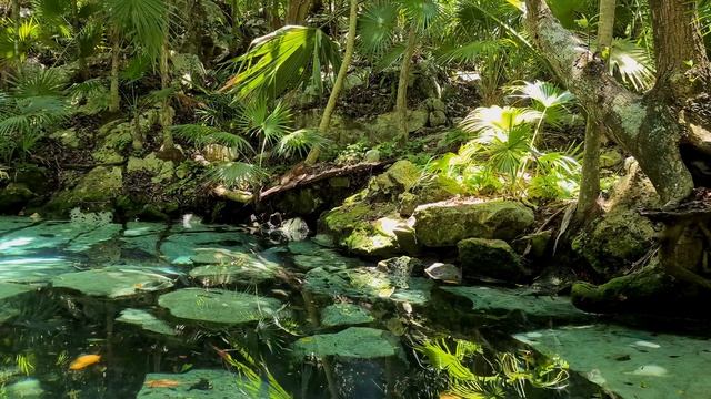 4K BEAUTIFUL CENOTE. YUCATAN, MEXICO. смотреть онлайн