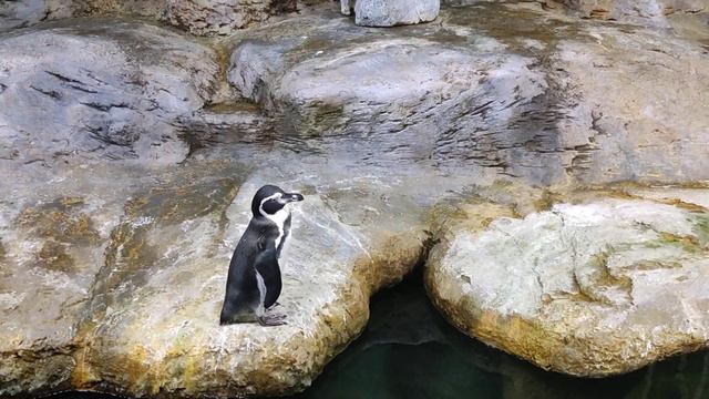 Прогулка//Москвариум//Крокус Сити смотреть онлайн