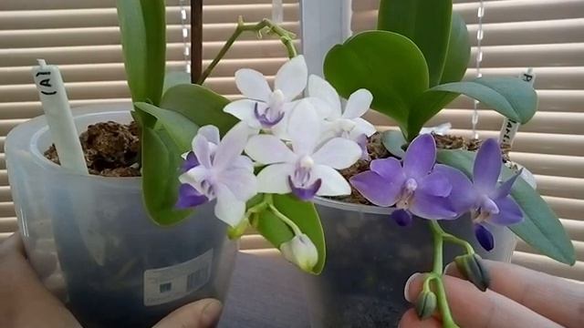 8. Отличие Dtps.Tzu Chiang Sapphire от Phal. Purple Martin смотреть онлайн
