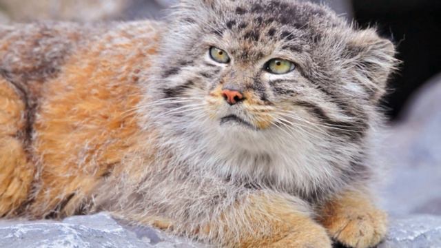 Rare Cats Discovered On Mount Everest In First Such Sighting смотреть онлайн