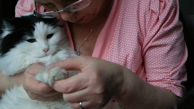 Советы для владельцев кошек и собак