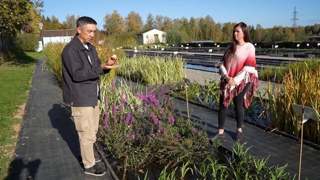 Водные растения для пруда и водоёмов. Обзор питомника с декоративными растениями для сада с водой смотреть онлайн