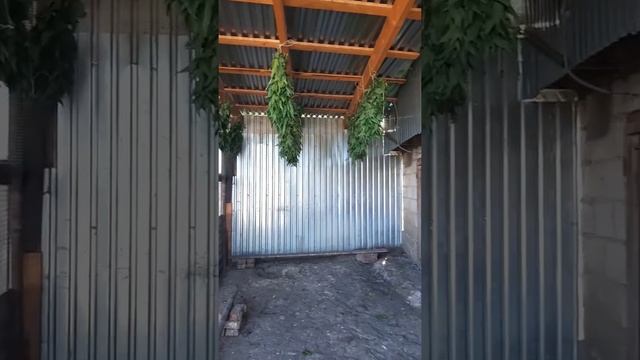 сушка крапивы на зиму смотреть онлайн