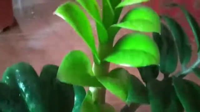 Замиакулькас Зензи -кучерявый карапуз. смотреть онлайн