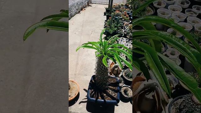 Palmeira de Madagascar. Calvície? Não, a queda de folhas é bem normal. смотреть онлайн