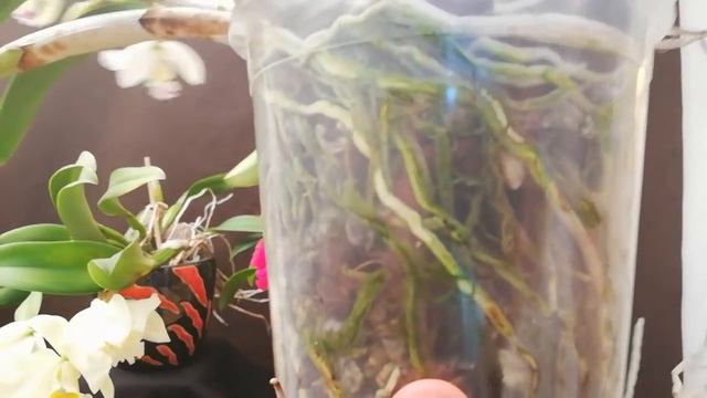 ¿Cómo cultivar una Orquídea Cattleya dentro de casa? смотреть онлайн