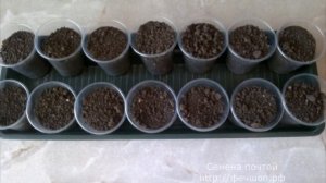 Выращивание рассады огурцов от посева до высадки в грун