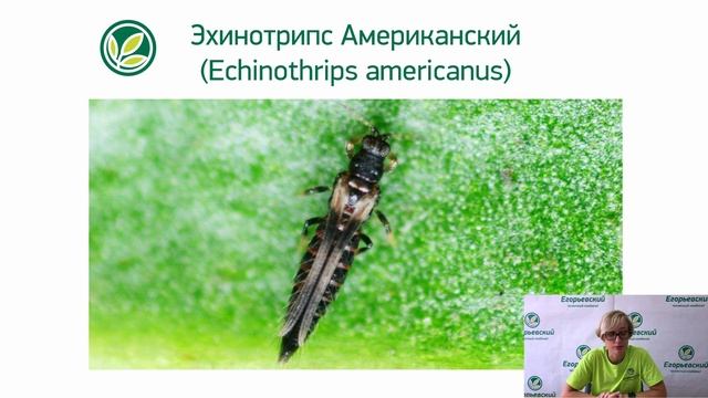 «Тля, белокрылка, трипс. Как распознать. Методы борьбы» смотреть онлайн