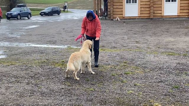 СП. Л1Ч2. Тренинг на различение маркеров на еду (Yes) и игрушку (Пяу). Первый подход смотреть онлайн