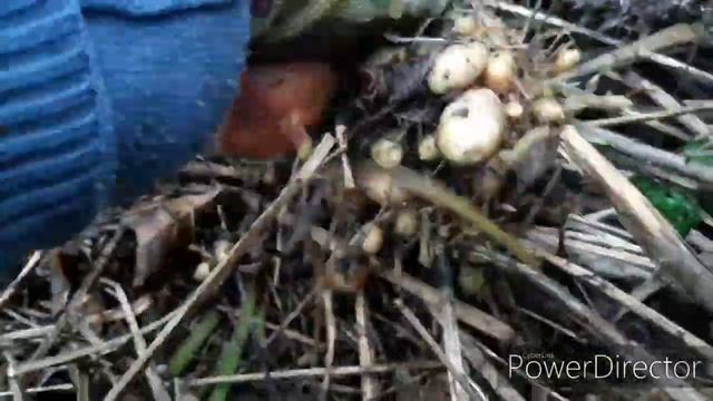 Пермакультура. Картофель в "солому" Ч.1. не многолетнее ли растение? смотреть онлайн