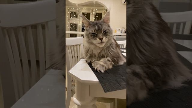 I can do anything?#catfunny #catlover #funnyvideo #funnycats #love #mainecoon #cats смотреть онлайн