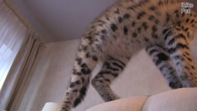 Котята породы Сервал смотреть онлайн