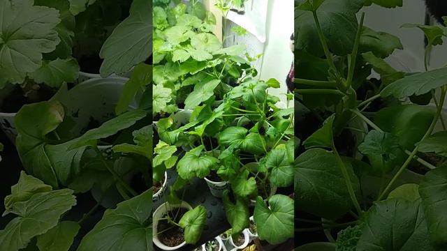 Укорененные черенки пеларгонии. Возраст 6 месяцев смотреть онлайн