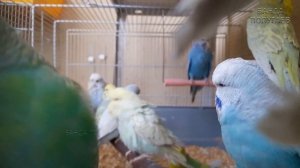 Учим попугая по имени Кузя говорить. Видеоурок 1: «Кузя хорошая птичка»