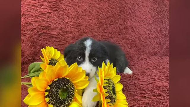 🤗Щенки Австралийской овчарки! мальчики🐾🥰