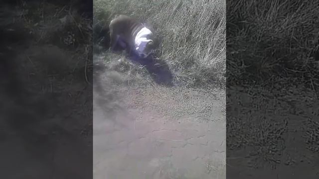 Дрессировка собак.Английский Бульдог Макс (команда место ) смотреть онлайн