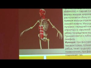 Семинар остеопатия МИОФАСЦИАЛЬНЫЕ ЦЕПИ МФЦ_9