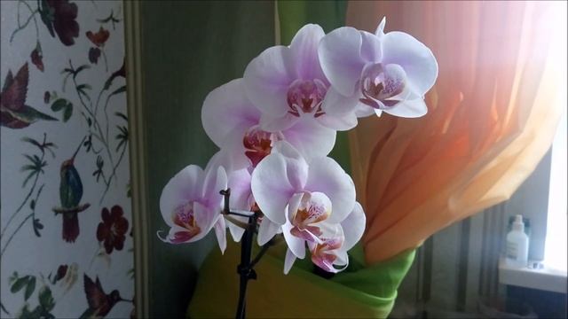 Про орхидеи)) Важные советы новичкам!)) смотреть онлайн