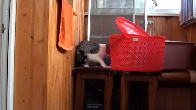 Глупый кот смотреть онлайн