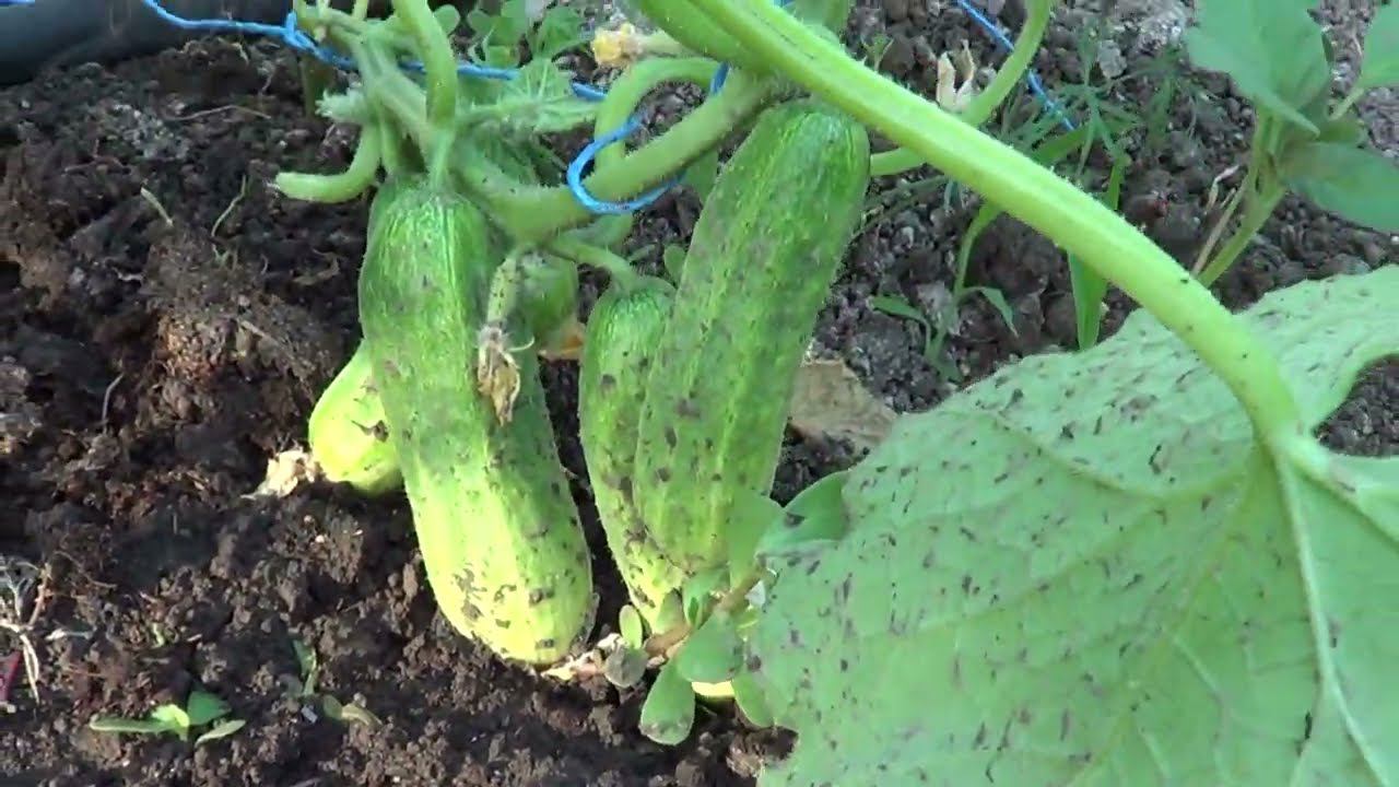 ПРИЕЗЖАЛ ПОДПИСЧИК / КАКИЕ ОГУРЦЫ ЛУЧШЕ / ЗЕМЛЯ ЗАДЫШАЛА / ДОЖДЛИВЫЙ ДЕНЁК смотреть онлайн