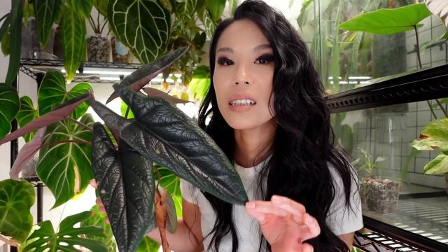 9 pretty plants that won't keep you up at night + how I'm caring for them! смотреть онлайн