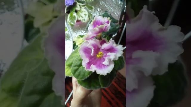 Фиалка НиЛ-Шамаханская Царица смотреть онлайн