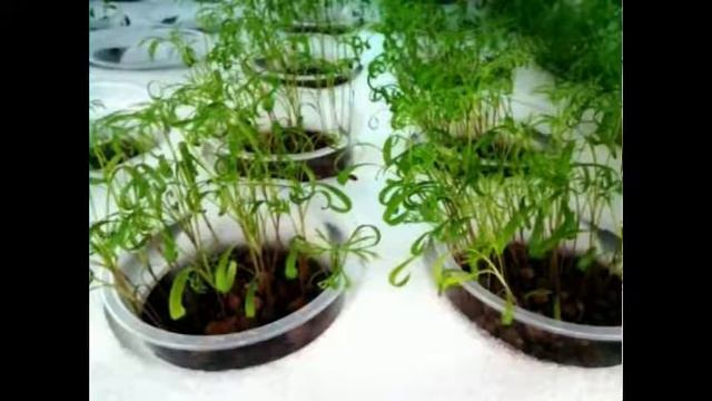 выращивание рассады в пластиковых бутылках на туалетной бумаге, growing seedlings in plastic bottle смотреть онлайн