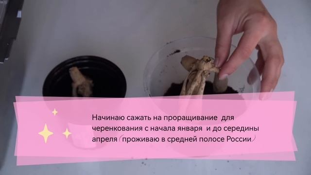 ЧЕРЕНКУЕМ ГЕОРГИНЫ ВЕСНОЙ смотреть онлайн