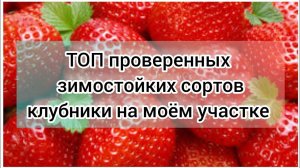 ТОР проверенных зимостойких сортов клубники на моём участке. Как перезимовала клубника 2022-2023 г.