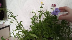 Немезия зобовидная из семян. Мой опыт выращивания.