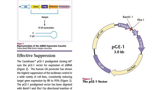 RNAi and what does a successful experiment look like 10 March narrated