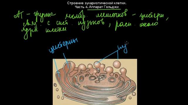 14 Строение эукариотической клетки Часть4 аппарат гольджи смотреть онлайн