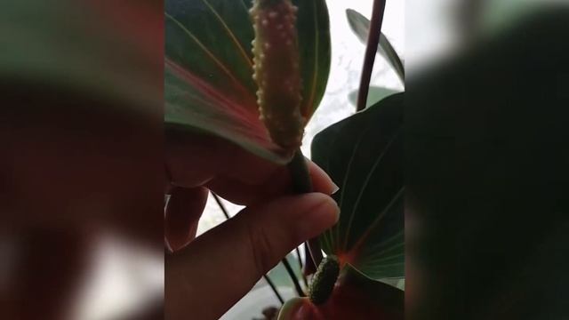 Опыление антуриума. смотреть онлайн