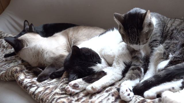 くっつきたい猫 смотреть онлайн