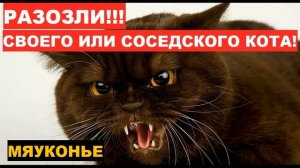 ?МЯУКАНЬЕ и ШИПЕНИЕ КОТА! ДОВЕДИ СВОЕГО ДО ИСТЕРИКИ! ПРИКОЛ НАД СВОИМ КОТОМ! ВАША КОШКА БУДЕТ... ☠️