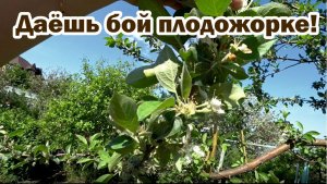 Профилактическое опрыскивание яблони от плодожорки