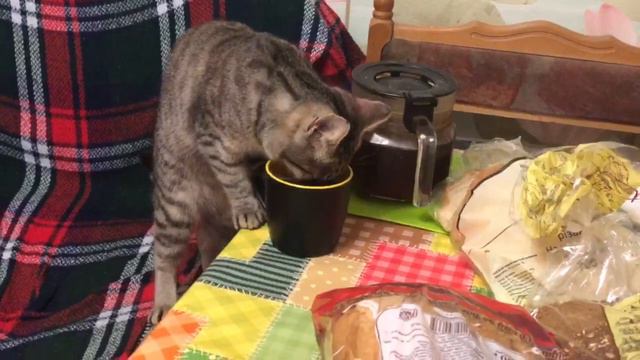 Мура, коты чай не пьют! смотреть онлайн